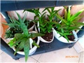 aloe5