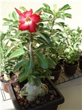 adenium obesum