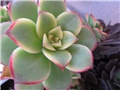 aeonium