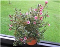 pachypodium bispinosum