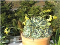 echeveria pulidonis