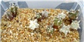 astrophytum