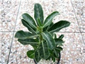 Adenium obesum 