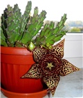 Stapelia lepida
