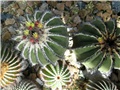 Uebelmannia 