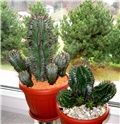 Euphorbia horrida