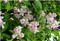 Deutzia hybrida 