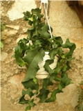 Epiphyllum guatemalense