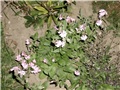 saponaria cipria