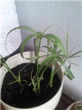 Vodena palma - Cyperus