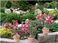 Adenium obesum