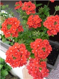 verbena