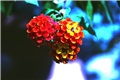 lantana