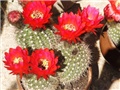 Trichocereus