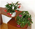 Schlumbergera truncata