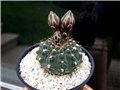 Gymnocalycium platense
