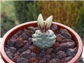 Strombocactus disciformis