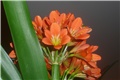 clivia