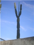 Cereus -Lošinj