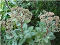 Sedum