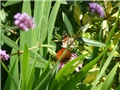 ehinacea