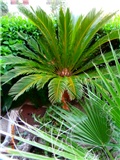 palme