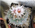 Turbinicarpus schmiedickeanus ssp. schwarzii
