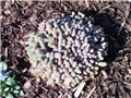 Kaktus - chamacereus silvestri 