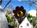 Pulsatilla vulgaris