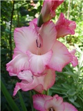 gladiola