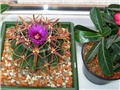 ferocactus latispinus