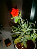 senecio
