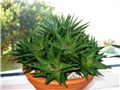 Haworthia limifolia