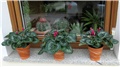 cyclamen persicum