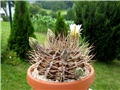 Gymnocalycium schickendantzii