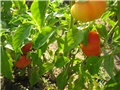 Paprika 