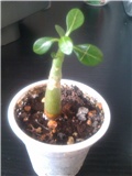 Adenium obesum