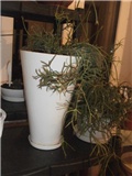 rhipsalis