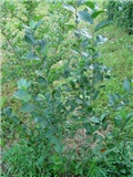 Aronija