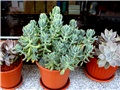 sedum