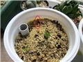 Caralluma russeliana