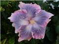 hibiskusi