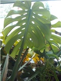 monstera