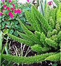 asparagus 