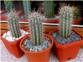 Pachycereus pringlei