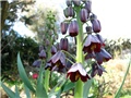 Fritillaria persica