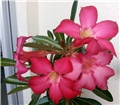 adenium