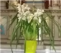 Cimbidijum - Cymbidium