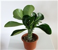 Monadenium magnificum