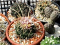 Echinofossulocactus crispatus